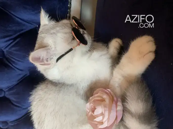 Chat British in Tanger-Assilah, MOROCCO | Azifo