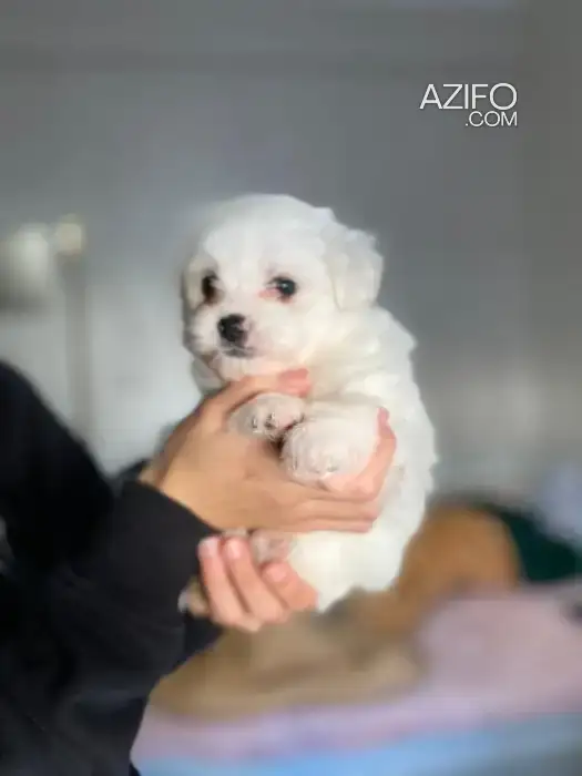 Chiot Femelle Maltipoo (Croisé Bichon et Caniche) de 1 mois in Rabat, MOROCCO | Azifo