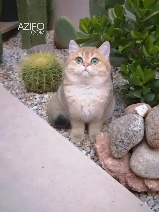 British shorthair cat in مراكش, MOROCCO | Azifo
