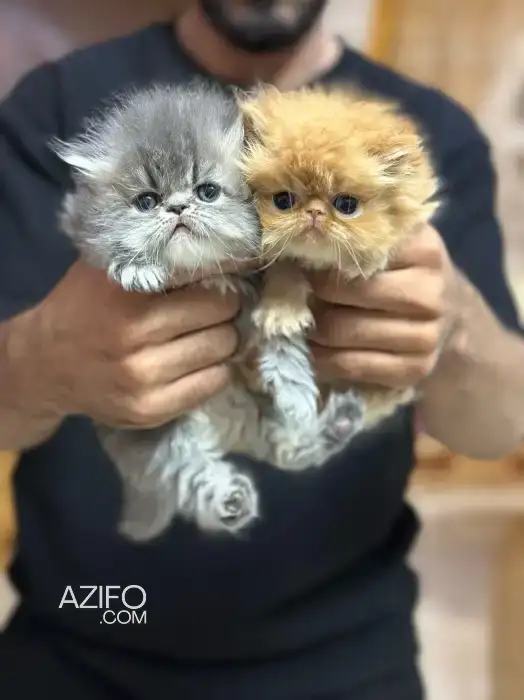 Chat persan in الدار البيضاء, MOROCCO | Azifo
