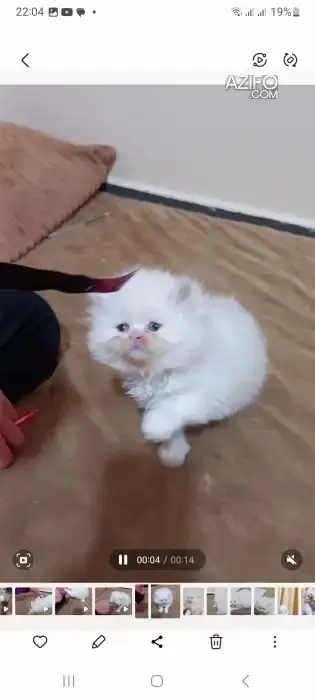 Chat 🐱 persan in مكناس, MOROCCO | Azifo