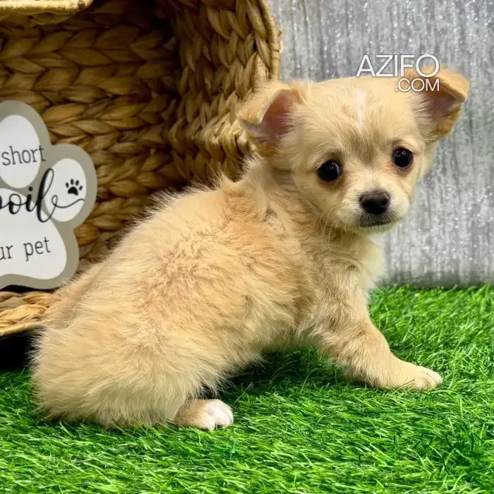 Puppy Chihuahua in Casablanca, MOROCCO | Azifo