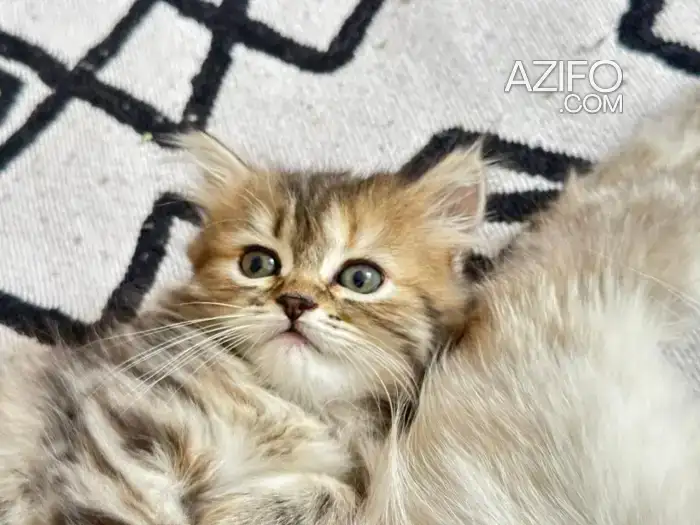 Persan ''Chaton d’amour'' in الدار البيضاء, MOROCCO | Azifo