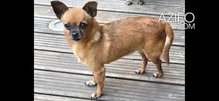 Adoption : Femelle Chihuahua de 6 ans in Casablanca, MOROCCO | Azifo