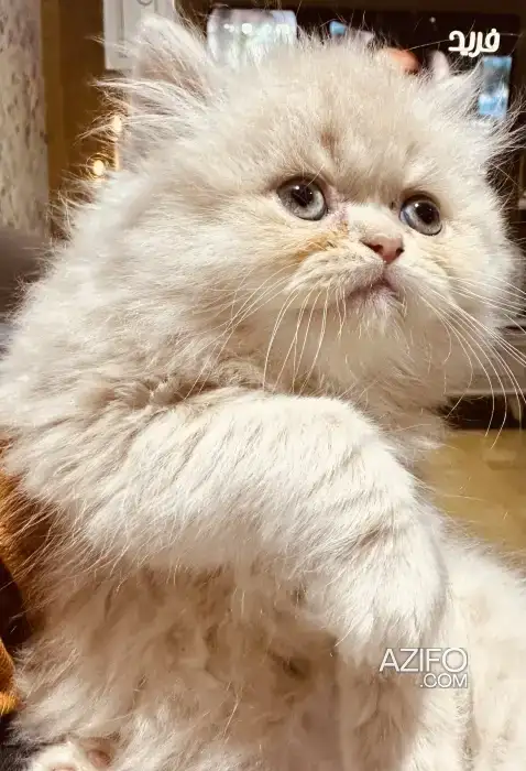 Chaton persan in طنجة - أصيلة, MOROCCO | Azifo