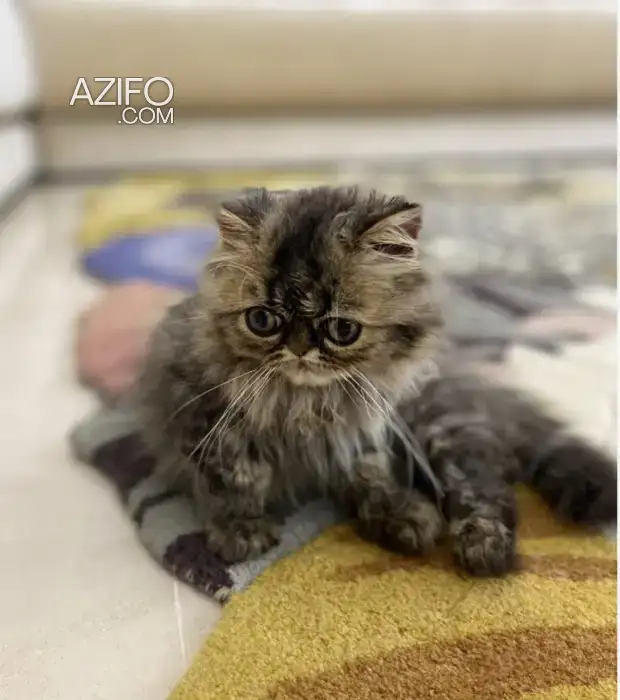 Chaton chinchilla in الرباط, MOROCCO | Azifo