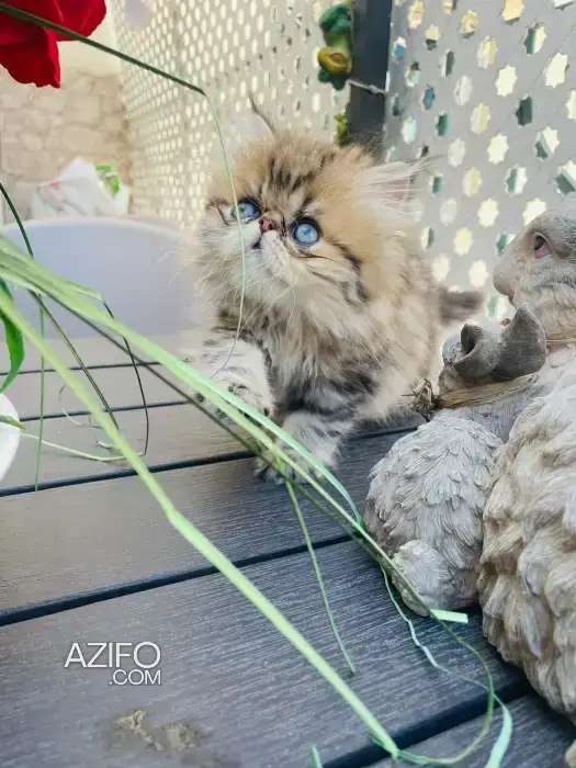 Chat persan in الدار البيضاء, MOROCCO | Azifo