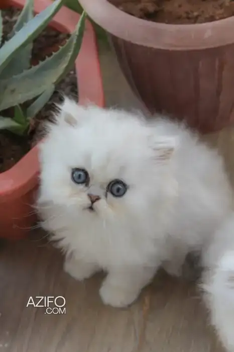 Femelle persan chinchilla in Casablanca, MOROCCO | Azifo