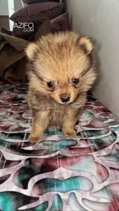 Chiot Spitz de 2mois in الدار البيضاء, MOROCCO | Azifo