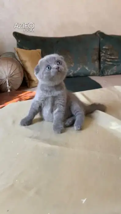 Scottish fold femelle 3 mois in Sale, MOROCCO | Azifo