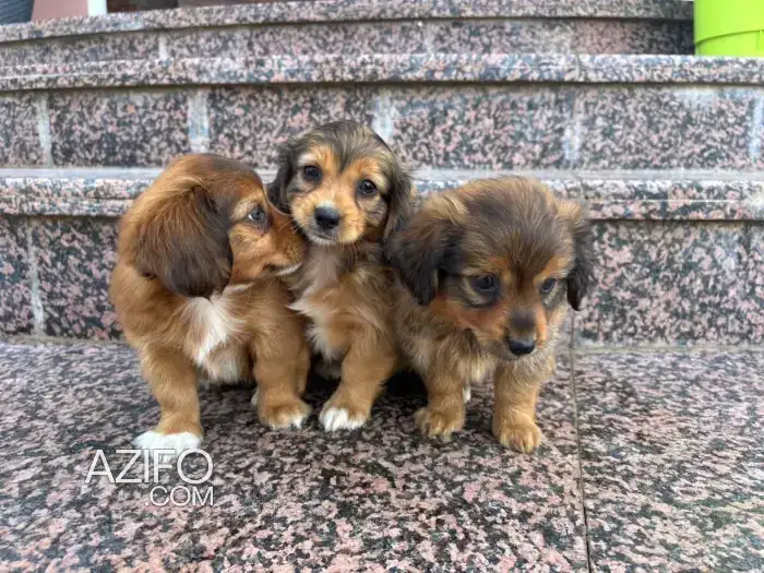 Portée de Chiots Teckel in Kénitra, MOROCCO | Azifo