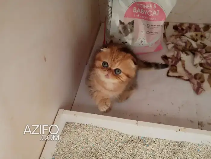 Chaton scottish fold in الرباط, MOROCCO | Azifo