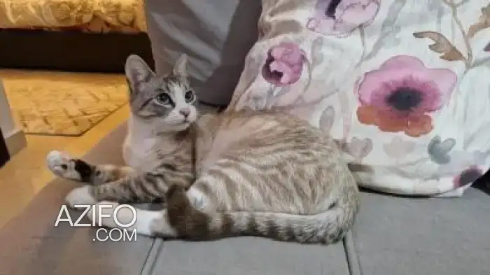 Chat Siamoi in مراكش, MOROCCO | Azifo