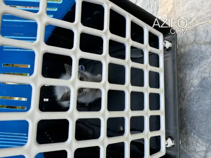 Chaton siamois tigre in الرباط, MOROCCO | Azifo