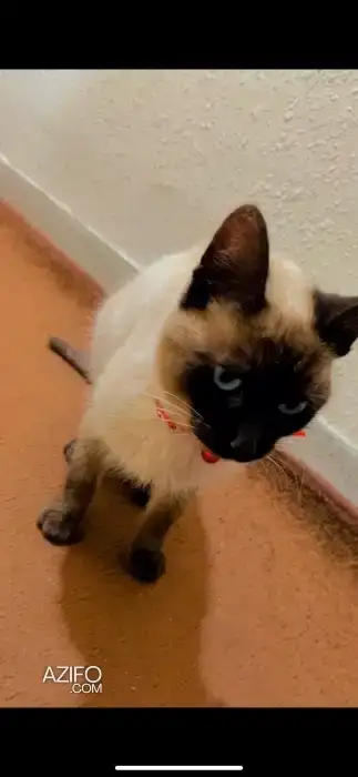 Chat siamo femmelle in مكناس, MOROCCO | Azifo