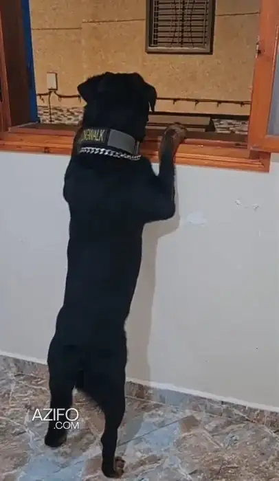 كلب Pure Rottweiler أصيل للبيع in أكادير, MOROCCO | Azifo