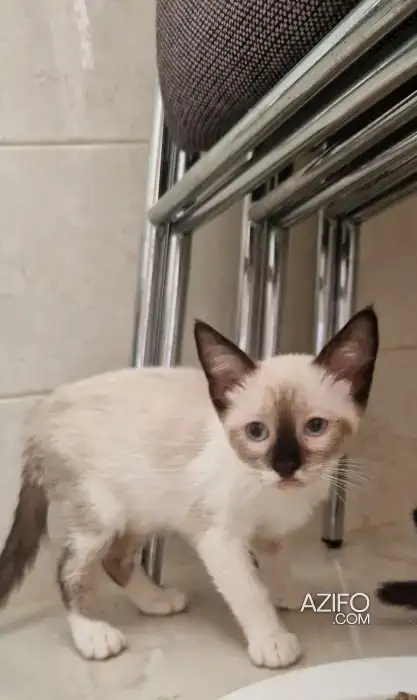 Chaton siamois vacciné in القنيطرة, MOROCCO | Azifo