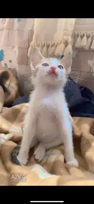 chaton pour adoption in Témara, MOROCCO | Azifo