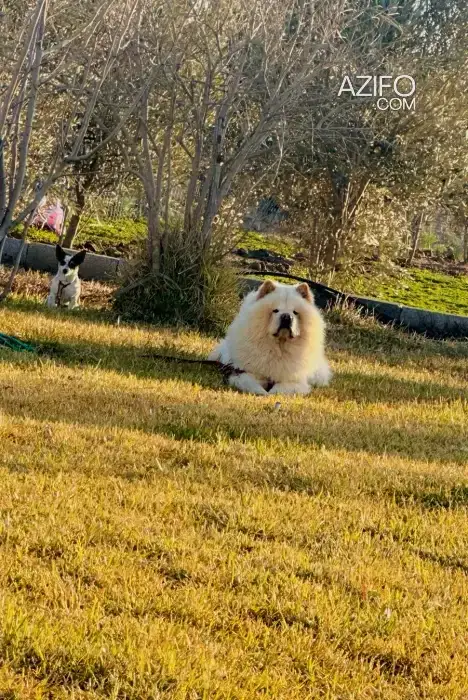 Chien Mâle Chow Chow in الدار البيضاء, MOROCCO | Azifo