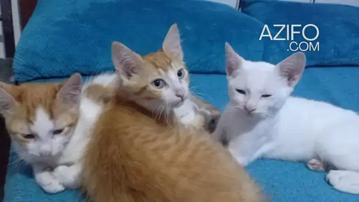 ADOPTION CHATS in الرباط, MOROCCO | Azifo