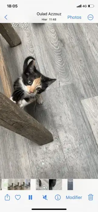 Don de chatons in الدار البيضاء, MOROCCO | Azifo