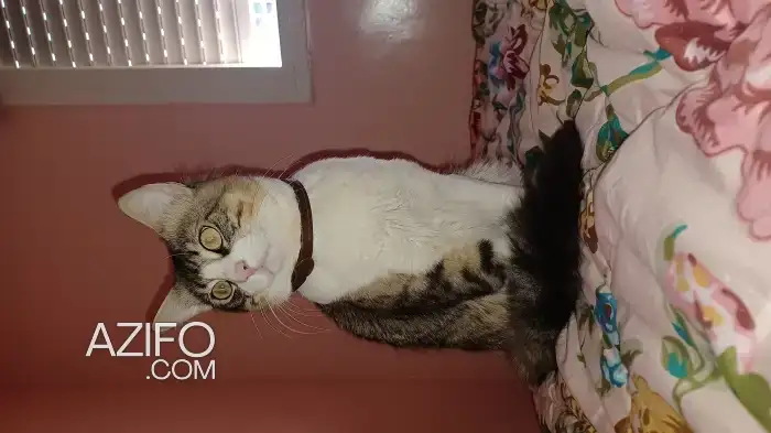 Don d'un chat in المحمدية, MOROCCO | Azifo