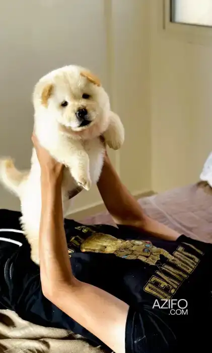 Chien Femelle Chow Chow in الدار البيضاء, MOROCCO | Azifo