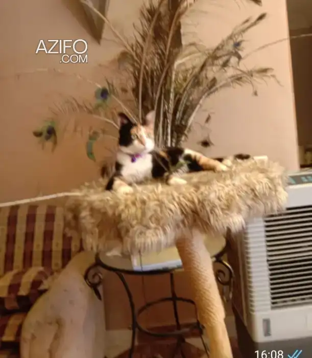 Deux chats sur Marrakech gratuit in مراكش, MOROCCO | Azifo