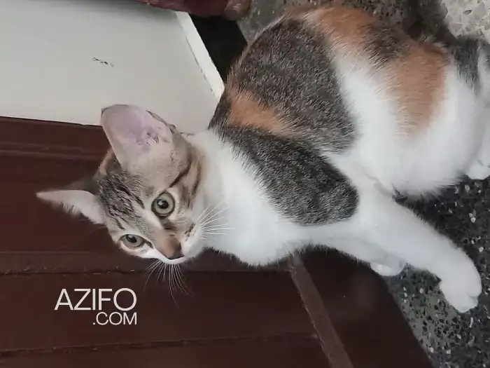 Chatons de 4 mois in المحمدية, MOROCCO | Azifo