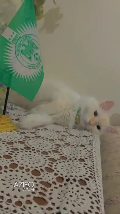 Chat a adopté in الدار البيضاء, MOROCCO | Azifo