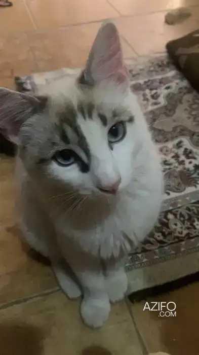 Chats in أكادير, MOROCCO | Azifo