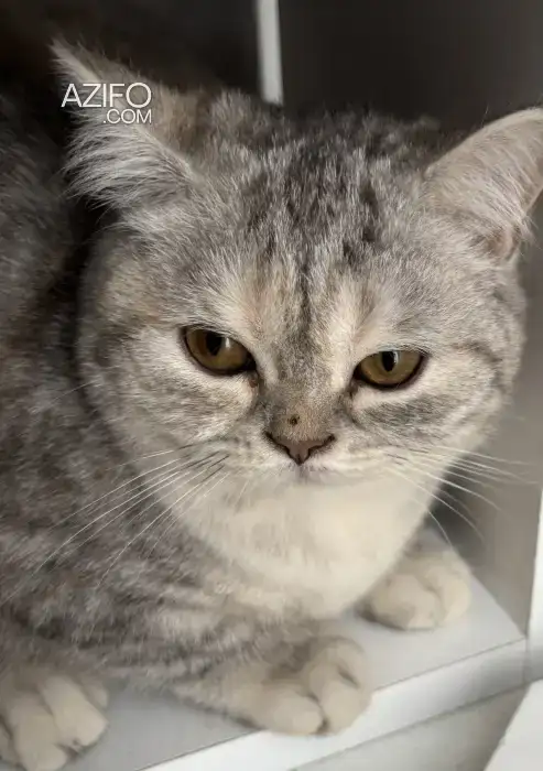British shorthair in تطوان, MOROCCO | Azifo