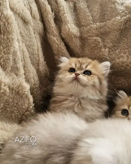 british longhair  femelles et mâles in الدار البيضاء, MOROCCO | Azifo