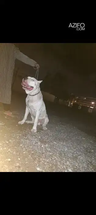 Chiot Dogue Argentin in الدار البيضاء, MOROCCO | Azifo