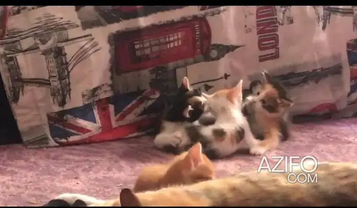 Adoption des chats in الدار البيضاء, MOROCCO | Azifo