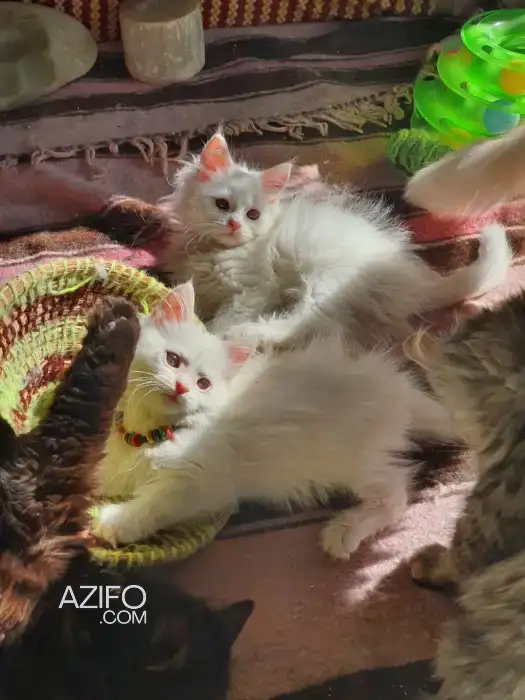 Père mainecoon mère british in المحمدية, MOROCCO | Azifo