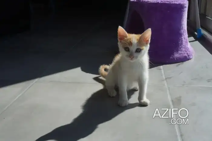 Chaton mâle roux et blan in الدار البيضاء, MOROCCO | Azifo
