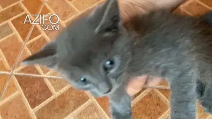 Bleue russe chat in مراكش, MOROCCO | Azifo