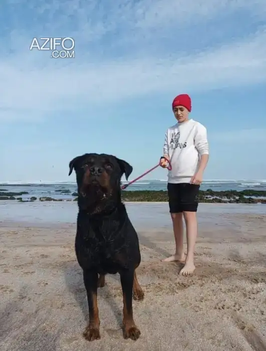 Chien Rottweiler in الدار البيضاء, MOROCCO | Azifo