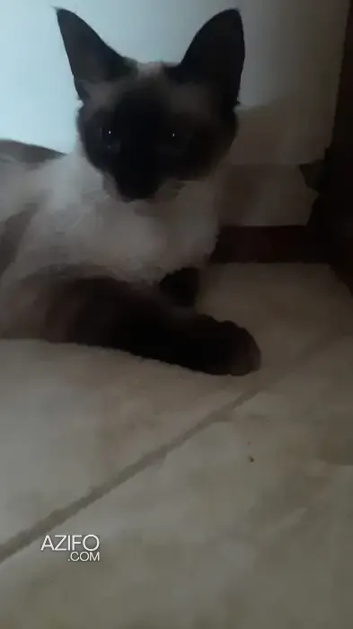 Product Detail 2
