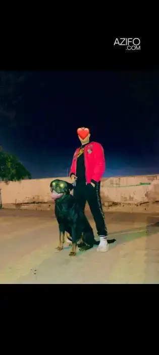 Chien Mâle Rottweiler in الدار البيضاء, MOROCCO | Azifo