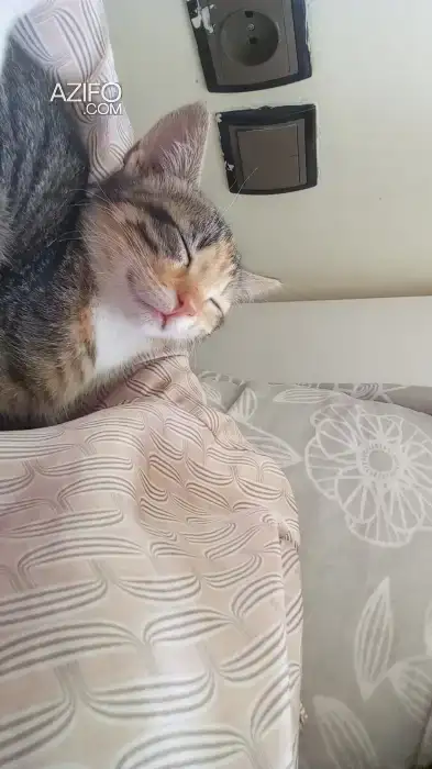 Chat in فاس, MOROCCO | Azifo