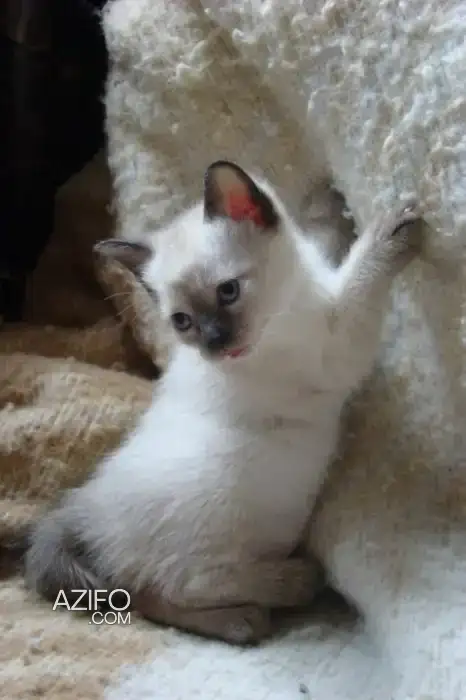 CHATON SIAMOIS PURE RACE in الدار البيضاء, MOROCCO | Azifo