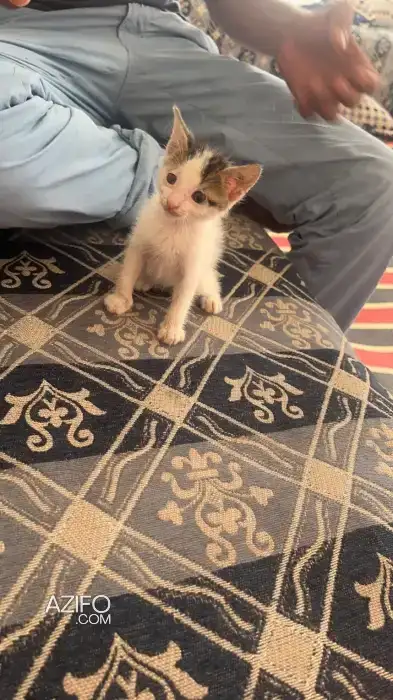 Adoption chaton in الدار البيضاء, MOROCCO | Azifo