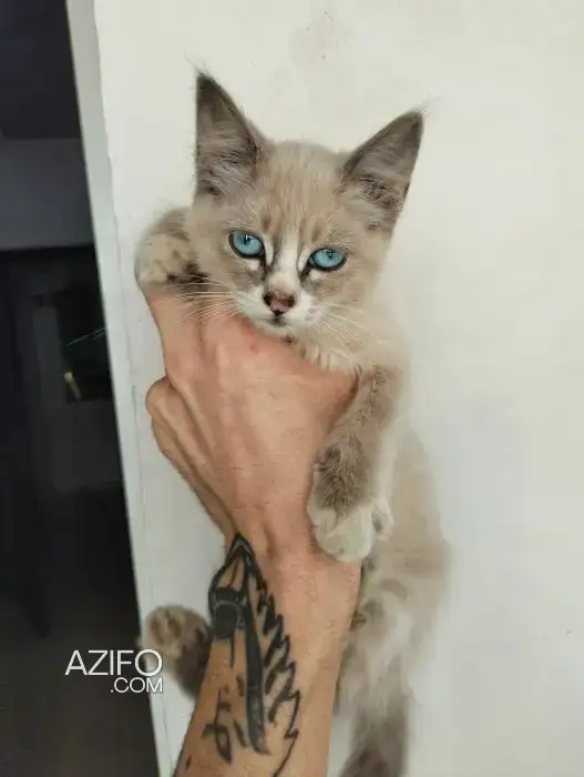 Ragdoll in Casablanca, MOROCCO | Azifo