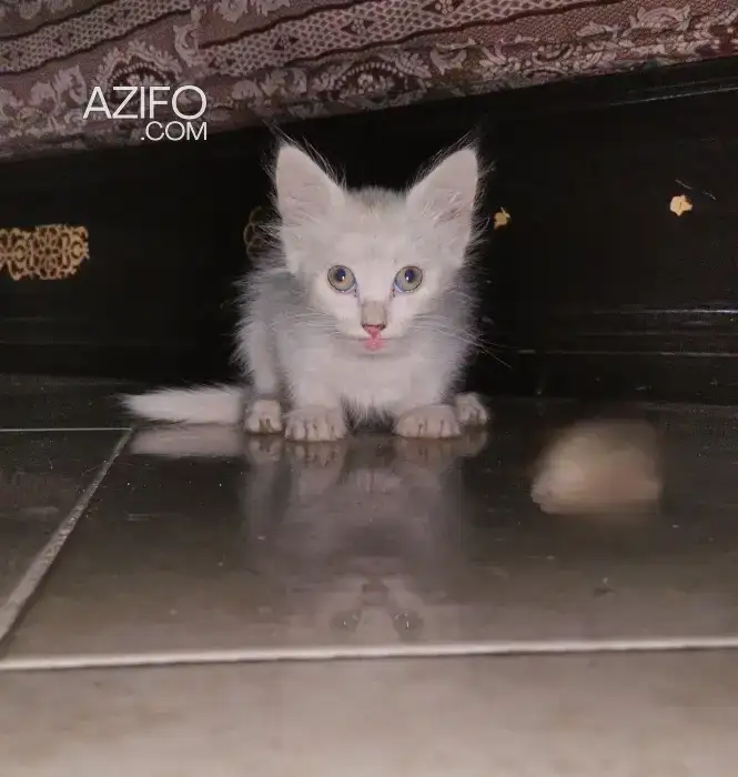 Angora turque croisé siamois in Casablanca, MOROCCO | Azifo