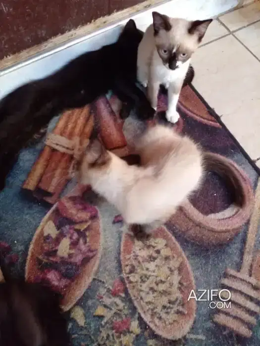 Chatons à donner in سلا, MOROCCO | Azifo