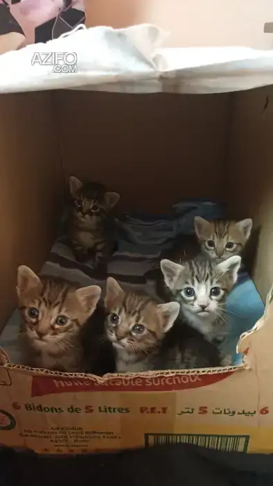 5 chatons balinais croisé tigré in أكادير, MOROCCO | Azifo