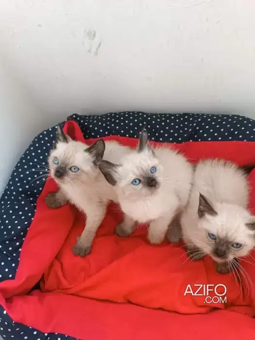 Siamois in الدار البيضاء, MOROCCO | Azifo
