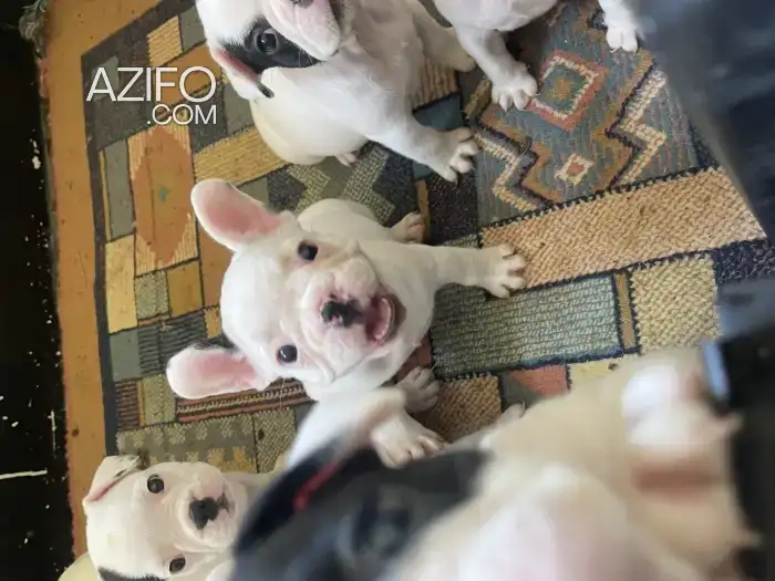 Portée de Chiots Bulldog Français in Casablanca, MOROCCO | Azifo